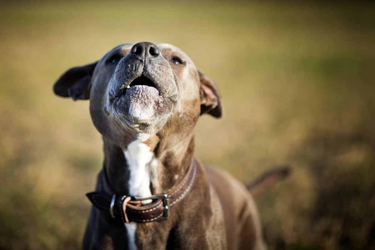 Abbruchsignal › Hundetrainerin Dresden